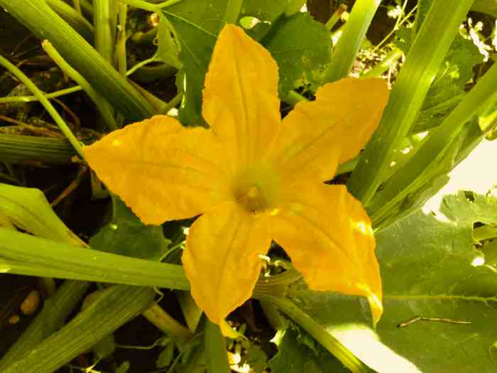 Zucchini blossoms italian fried flowers squash traditional courgette eaten warm while still hot